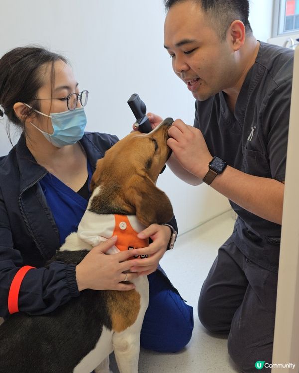東區24小時動物醫院