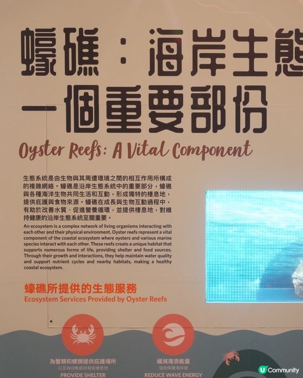 【探索香港海底秘密🤿！蠔礁展覽必去！】