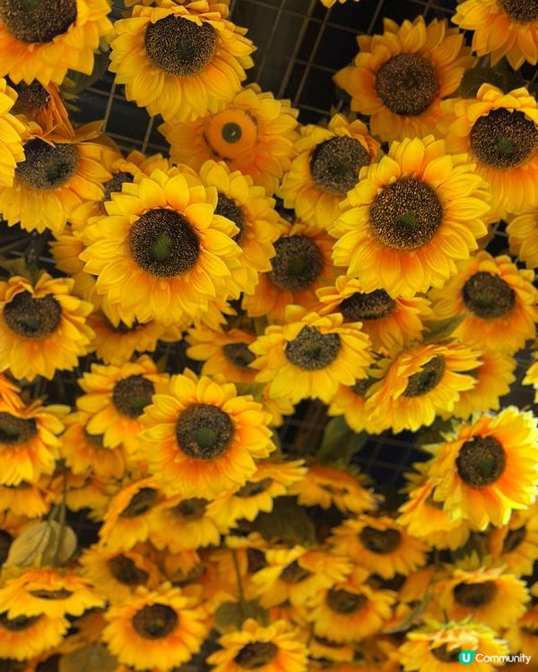 【珠海必去熱點】梵高迷必衝！沉浸式星空藝術館！