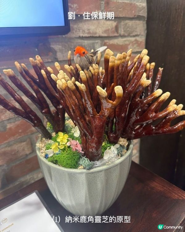 鹿角靈芝湯底 高質養生火鍋