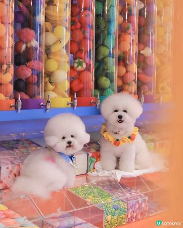 帶狗玩轉科學園👨🏼‍🔬 人寵一日遊