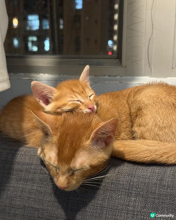 😍分享可愛貓寶寶🐱