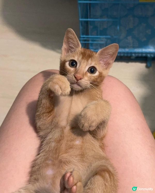 😍分享可愛貓寶寶🐱
