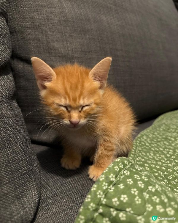 😍分享可愛貓寶寶🐱