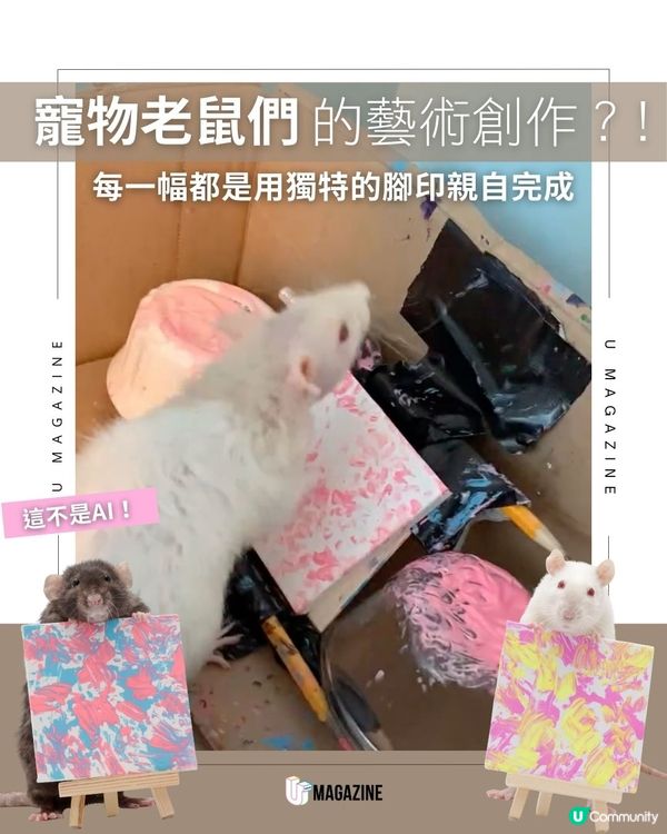 寵物老鼠們的藝術創作？！每一幅都是用獨特的腳印親自完成