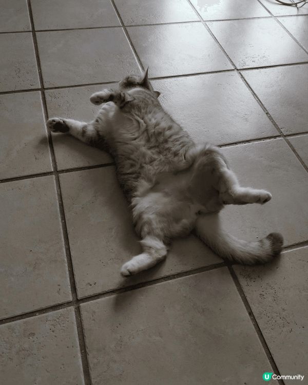 好可愛既肥波波，懶洋洋嘅樣子，成日好似啤住你咁，又會訓係度引...