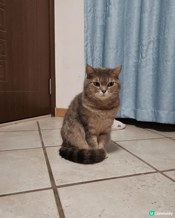 好可愛既肥波波，懶洋洋嘅樣子，成日好似啤住你咁，又會訓係度引...