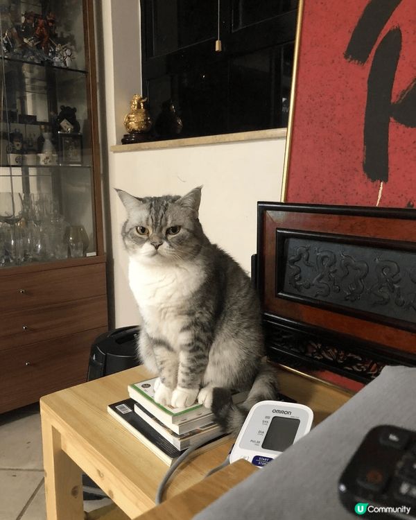 好可愛既肥波波，懶洋洋嘅樣子，成日好似啤住你咁，又會訓係度引...