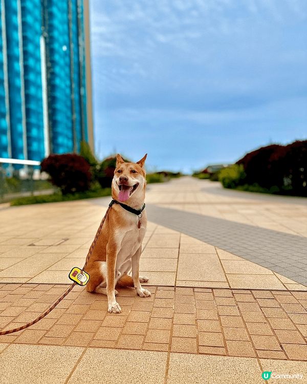 啟德郵輪碼頭⛵️海濱公園環境優美🤩人少小🥰狗狗可以開心打卡跑...