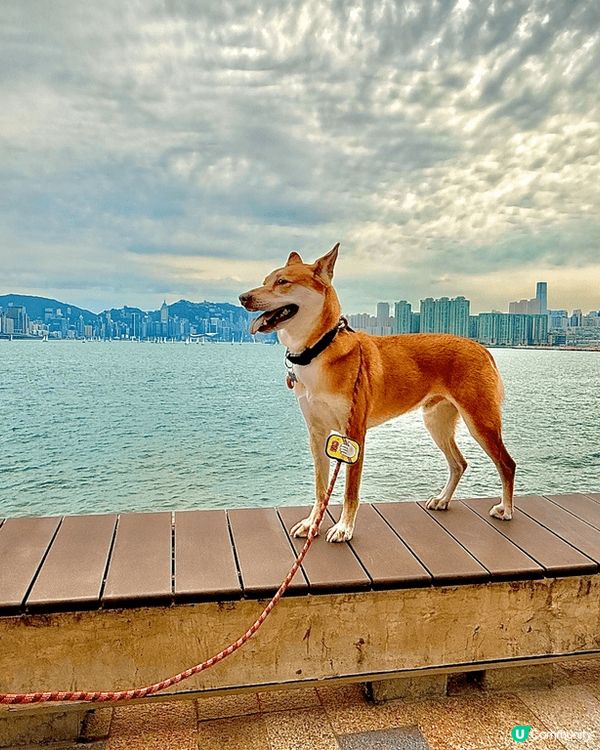 啟德郵輪碼頭⛵️海濱公園環境優美🤩人少小🥰狗狗可以開心打卡跑...