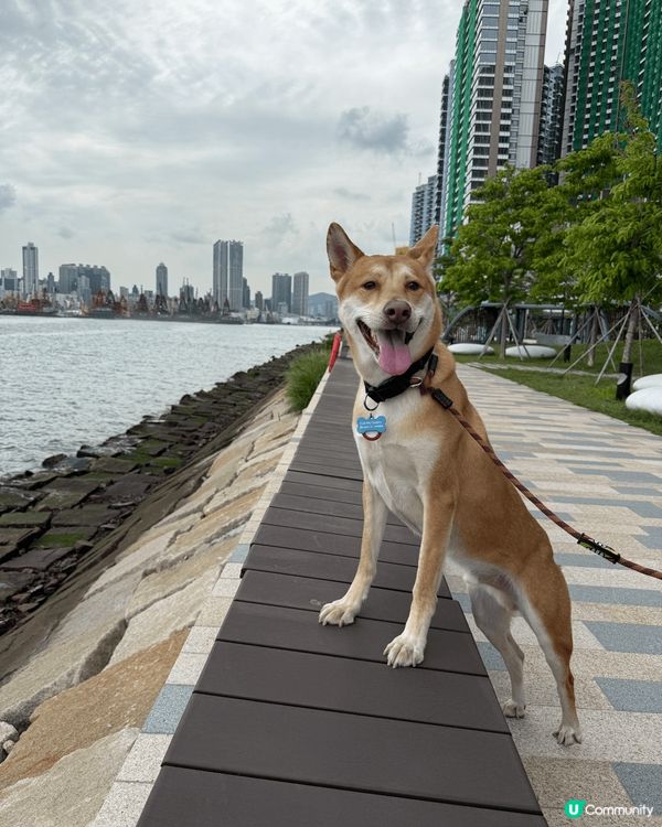 啟德郵輪碼頭⛵️海濱公園環境優美🤩人少小🥰狗狗可以開心打卡跑...