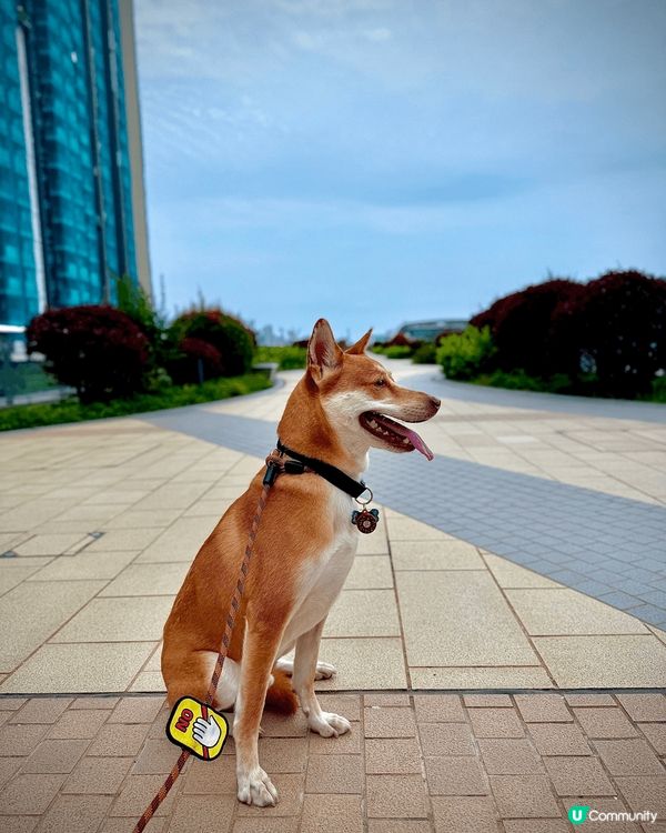 啟德郵輪碼頭⛵️海濱公園環境優美🤩人少小🥰狗狗可以開心打卡跑...