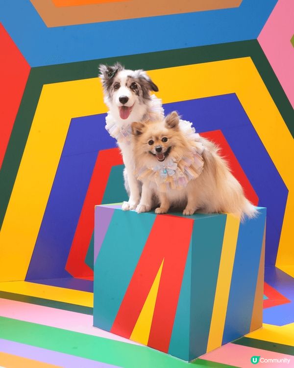 松鼠狗阿Bu同邊牧細妹Moko最鍾意四圍去玩同埋食好嘢，Wh...