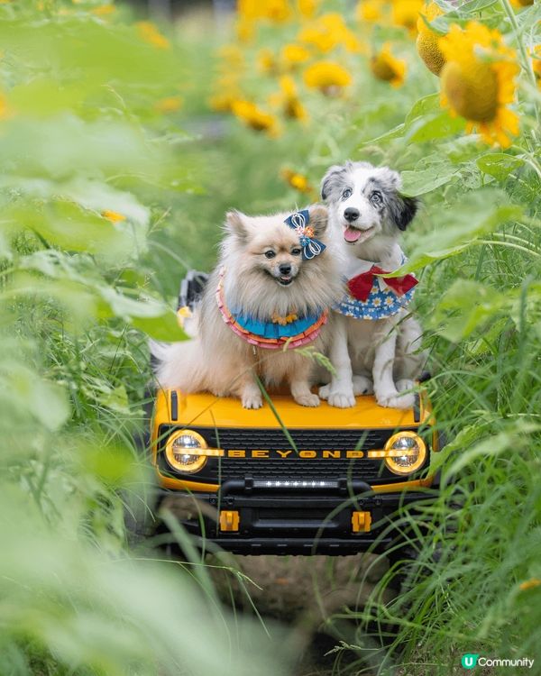 松鼠狗阿Bu同邊牧細妹Moko最鍾意四圍去玩同埋食好嘢，Wh...