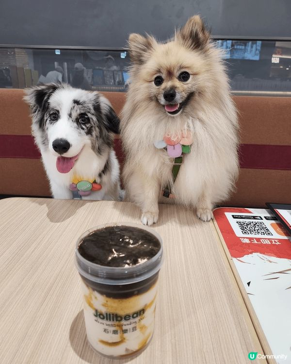 松鼠狗阿Bu同邊牧細妹Moko最鍾意四圍去玩同埋食好嘢，Wh...