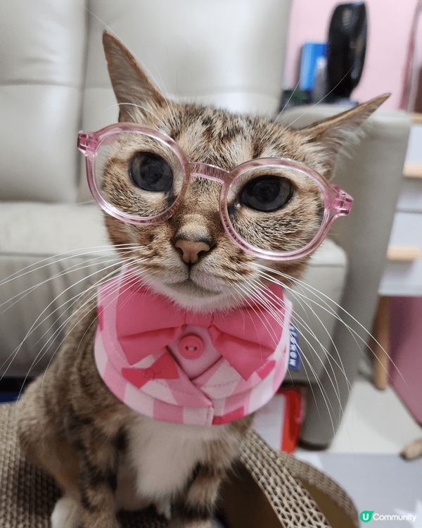 松鼠狗阿Bu同邊牧細妹Moko最鍾意四圍去玩同埋食好嘢，Wh...