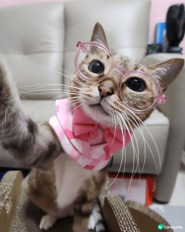 松鼠狗阿Bu同邊牧細妹Moko最鍾意四圍去玩同埋食好嘢，Wh...