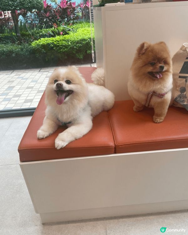 狗狗最快樂嘅時光，就係有源源不絕嘅零食，滿足口腹之欲，搖尾狂...