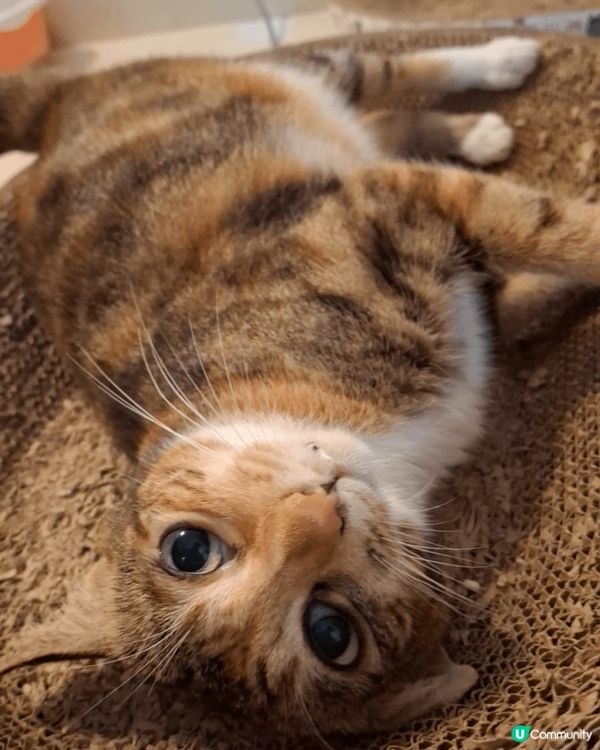 黃色貓貓係俊俊😻三花貓貓係攸攸😻