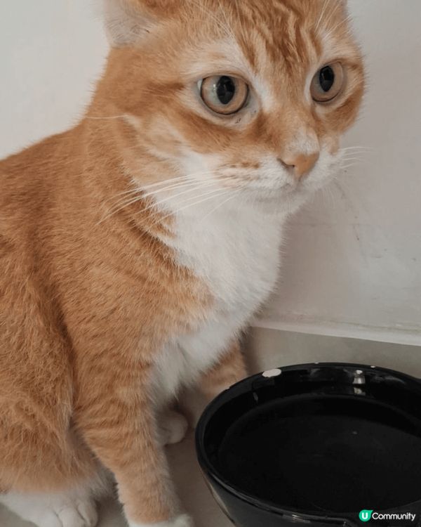 黃色貓貓係俊俊😻三花貓貓係攸攸😻