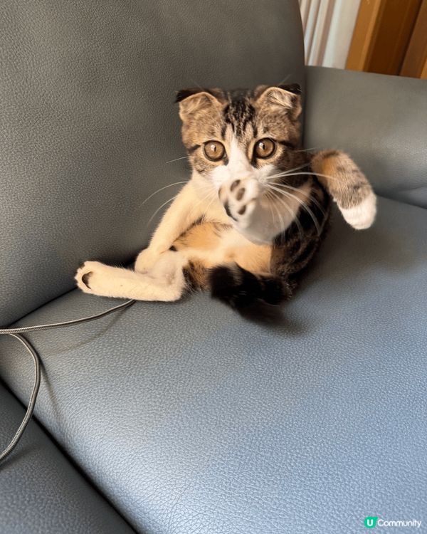 主子好專心梳毛中，一見奴才偷影就好似明星見到狗仔隊咁🤣