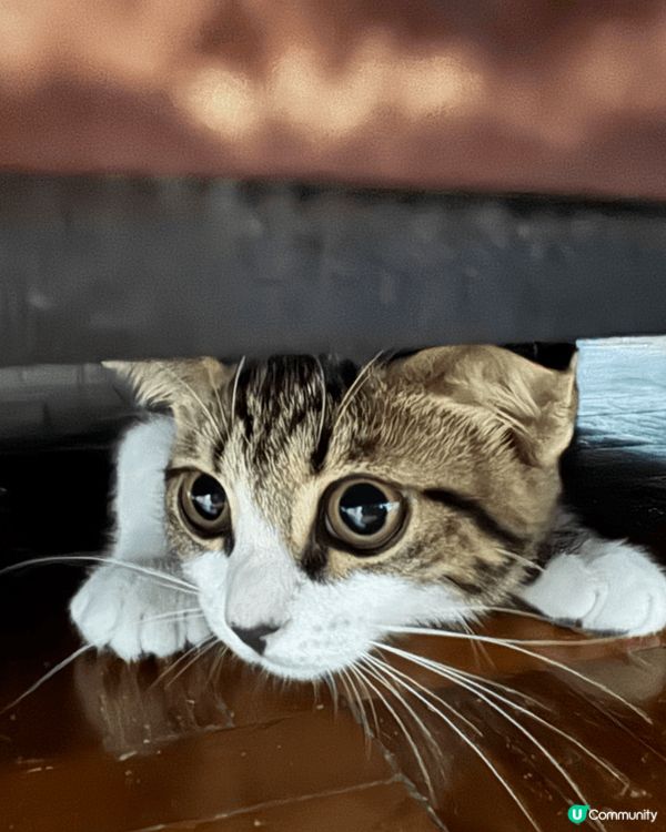 主子好專心梳毛中，一見奴才偷影就好似明星見到狗仔隊咁🤣