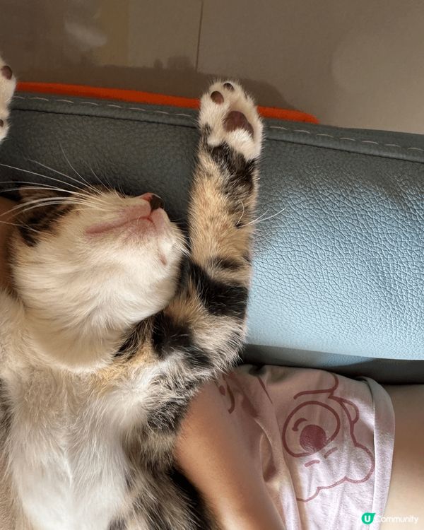 主子好專心梳毛中，一見奴才偷影就好似明星見到狗仔隊咁🤣