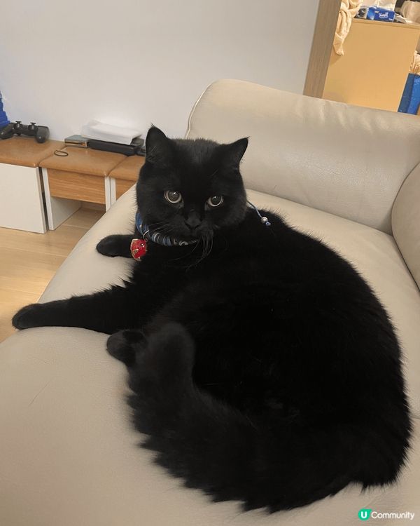 我家黑貓🐈‍⬛12歲，叫Choco, 最愛食零食Ciao, ...