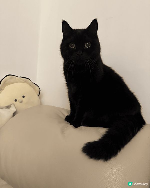 我家黑貓🐈‍⬛12歲，叫Choco, 最愛食零食Ciao, ...