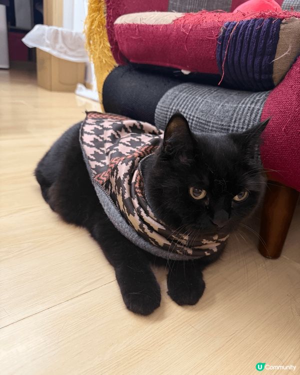 我家黑貓🐈‍⬛12歲，叫Choco, 最愛食零食Ciao, ...