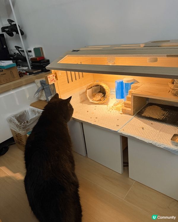 我家黑貓🐈‍⬛12歲，叫Choco, 最愛食零食Ciao, ...