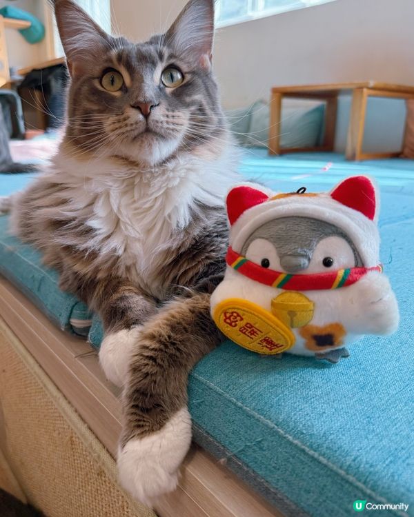 方塊貓貓治癒你心！巴斯克蛋糕+貓咪😻 快啲嚟！