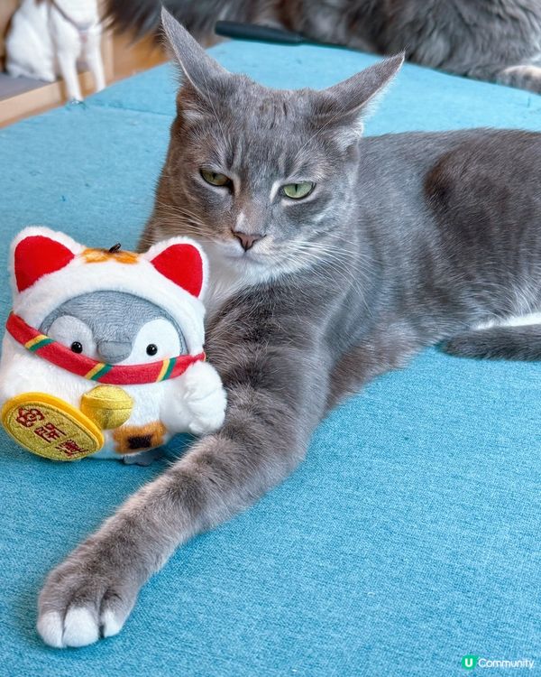 方塊貓貓治癒你心！巴斯克蛋糕+貓咪😻 快啲嚟！