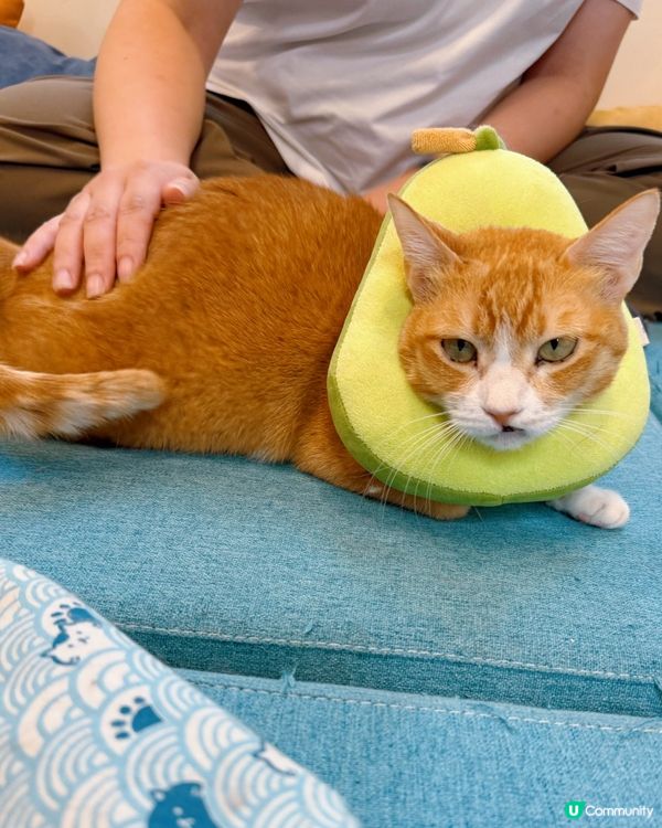 方塊貓貓治癒你心！巴斯克蛋糕+貓咪😻 快啲嚟！