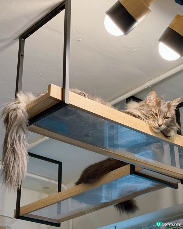 方塊貓貓治癒你心！巴斯克蛋糕+貓咪😻 快啲嚟！