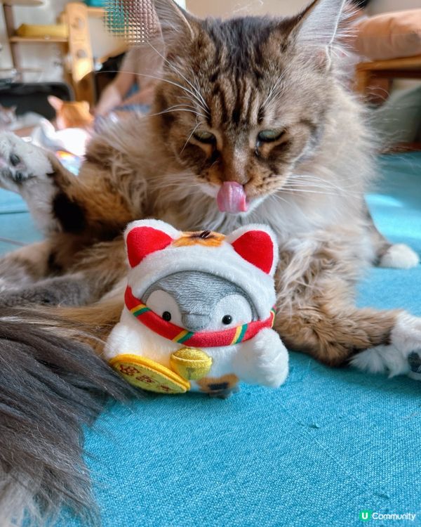 方塊貓貓治癒你心！巴斯克蛋糕+貓咪😻 快啲嚟！