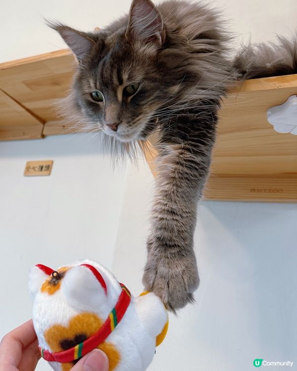 方塊貓貓治癒你心！巴斯克蛋糕+貓咪😻 快啲嚟！