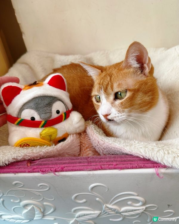 方塊貓貓治癒你心！巴斯克蛋糕+貓咪😻 快啲嚟！