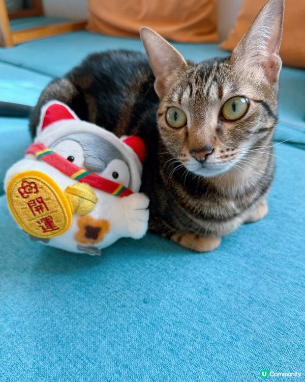 方塊貓貓治癒你心！巴斯克蛋糕+貓咪😻 快啲嚟！