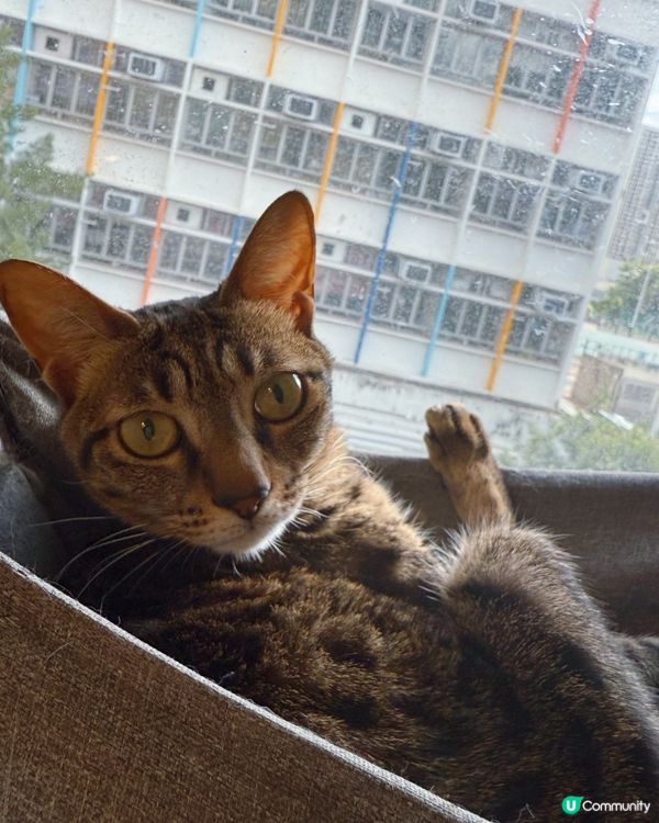 方塊貓貓治癒你心！巴斯克蛋糕+貓咪😻 快啲嚟！