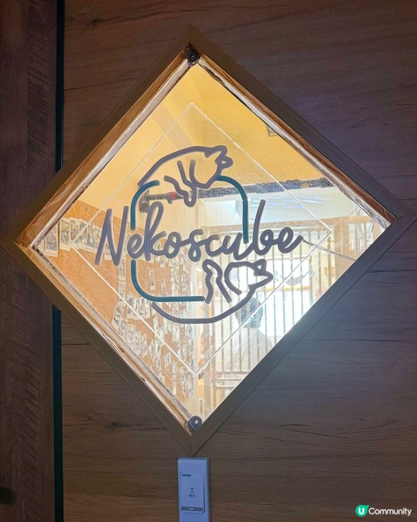 方塊貓貓治癒你心！巴斯克蛋糕+貓咪😻 快啲嚟！