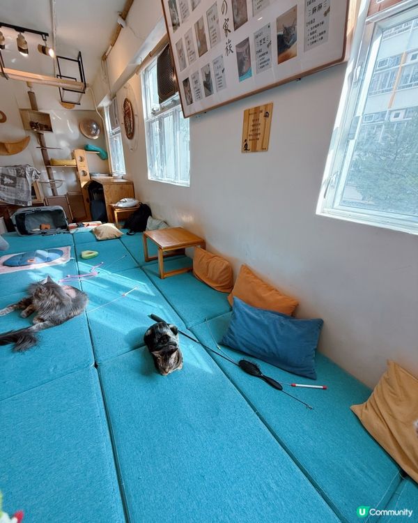 方塊貓貓治癒你心！巴斯克蛋糕+貓咪😻 快啲嚟！