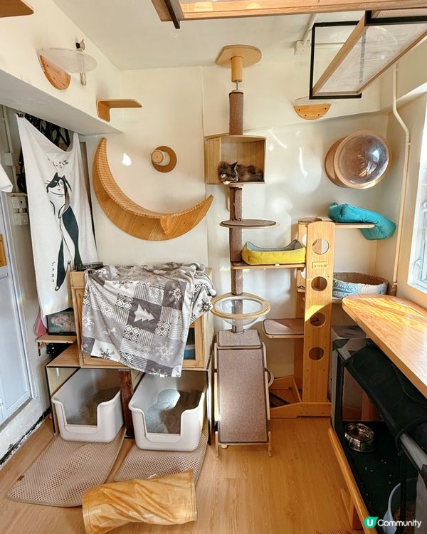 方塊貓貓治癒你心！巴斯克蛋糕+貓咪😻 快啲嚟！