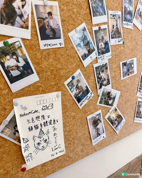 方塊貓貓治癒你心！巴斯克蛋糕+貓咪😻 快啲嚟！