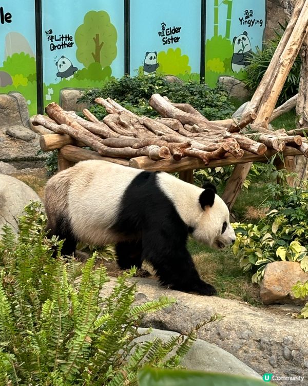 海洋公園親子遊！玩到癲🥳！