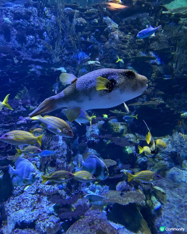 海洋公園親子遊！玩到癲🥳！