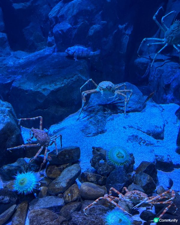 海洋公園親子遊！玩到癲🥳！