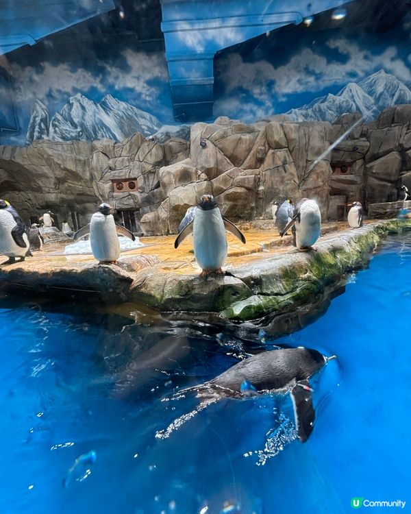 海洋公園親子遊！玩到癲🥳！