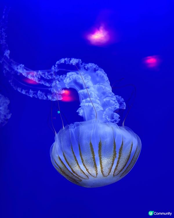 海洋公園親子遊！玩到癲🥳！