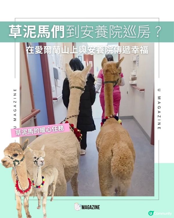草泥馬們到安養院巡房？在愛爾蘭山上與安養院傳遞幸福